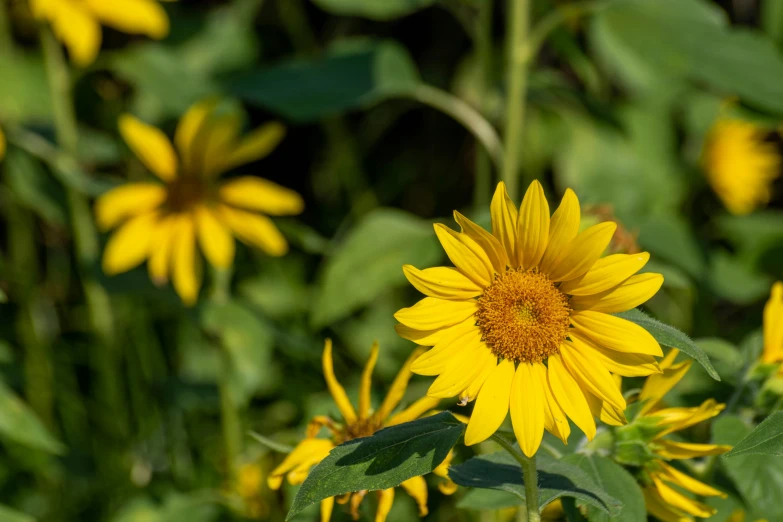 there is a lot of flowers in this field