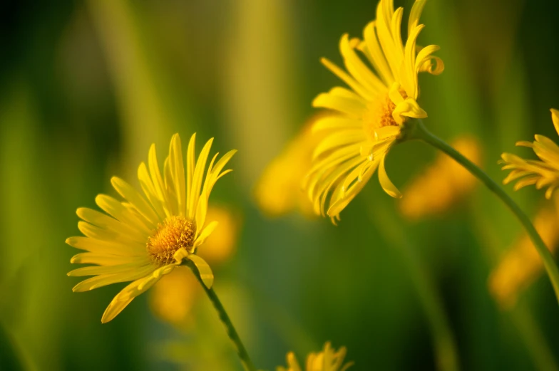 a bunch of yellow daisies are blooming in the middle of the field