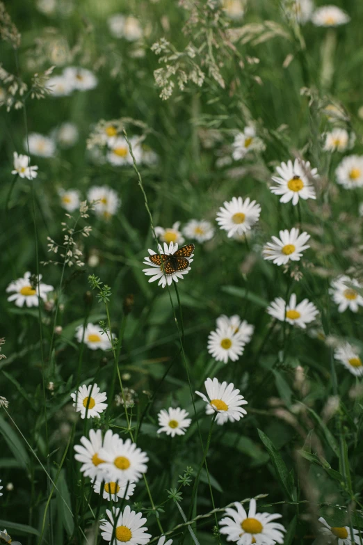 many flowers are in a field with one orange erfly