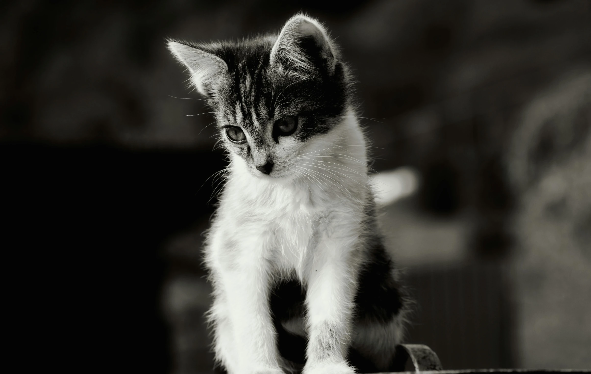 a little kitten sitting on top of a wooden table