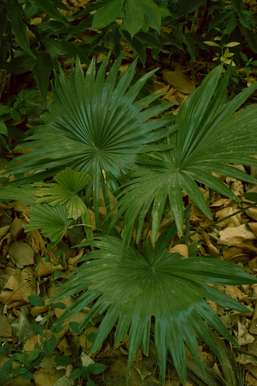 a plant is next to some grass and dirt