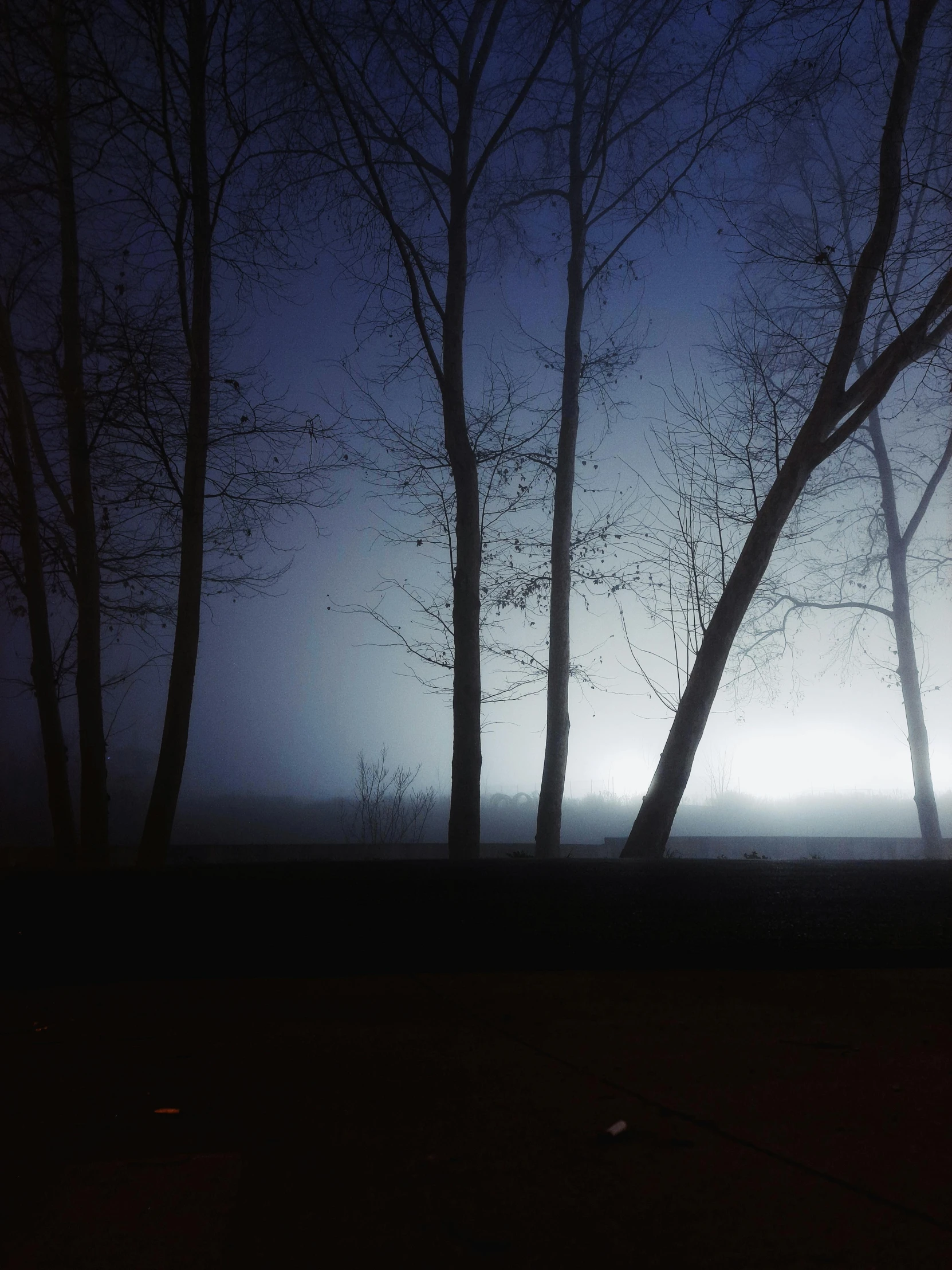 a dark, foggy, field with many trees