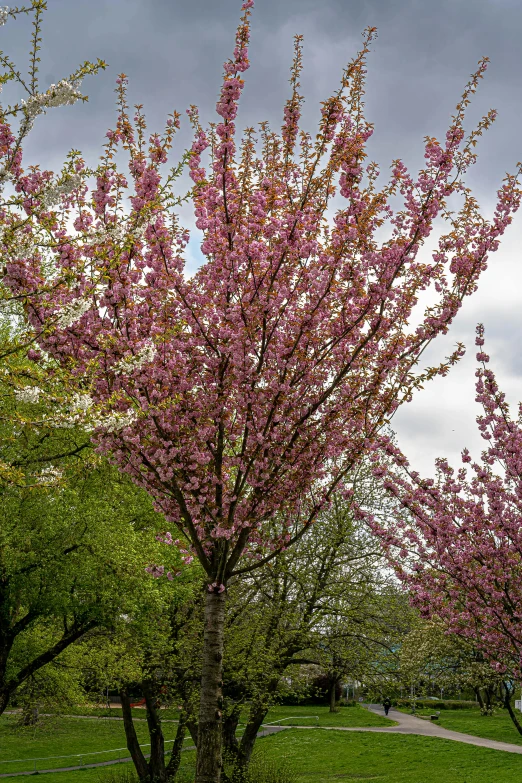 a green grass covered park has trees with pink flowers