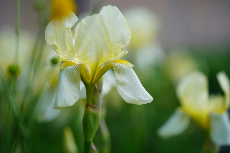 yellow flowers in green foliage are blooming near the building