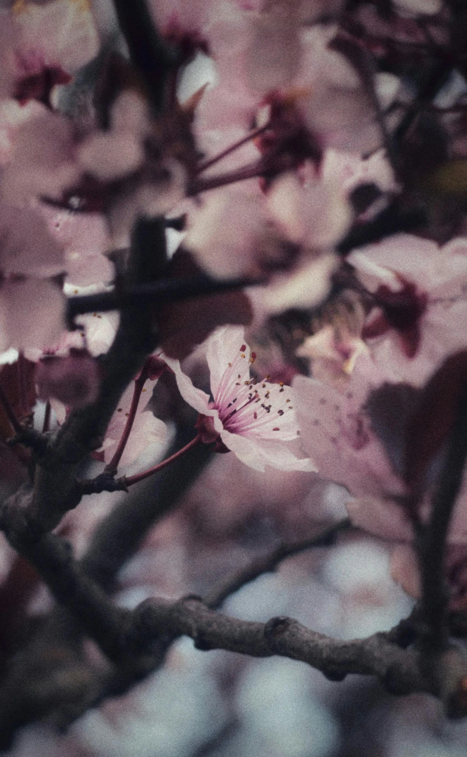 a nch with white flowers in a tree