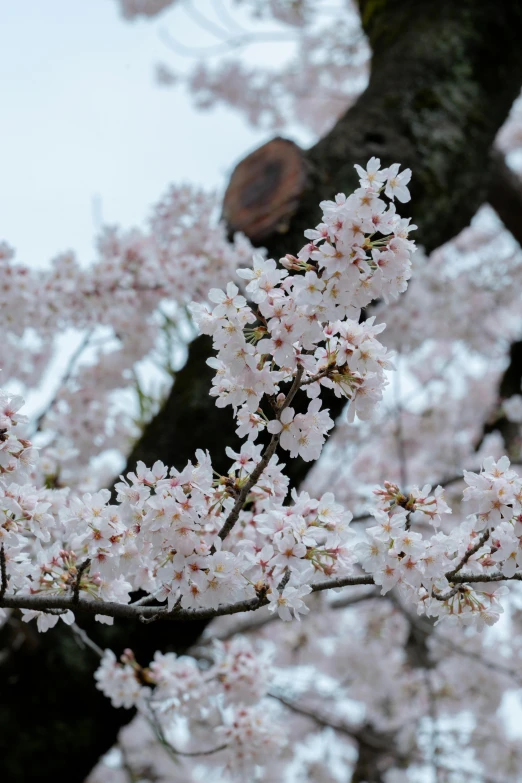 this is a blossoming tree in front of a blurry background