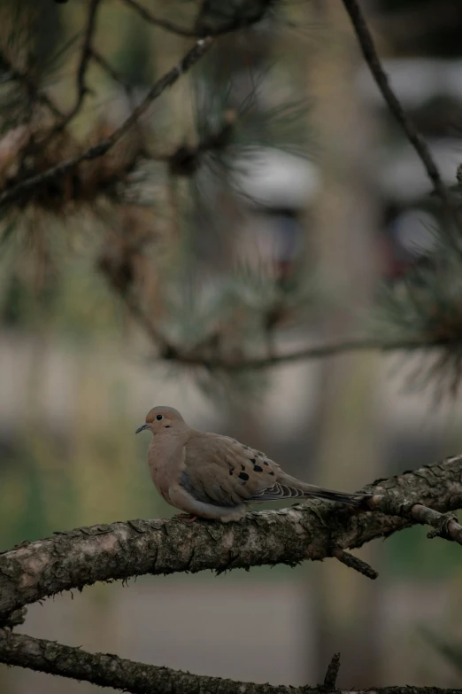 a bird on a tree nch sitting in a tree