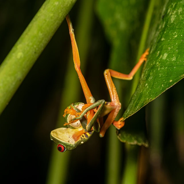 the colorful insect is looking back from its prey