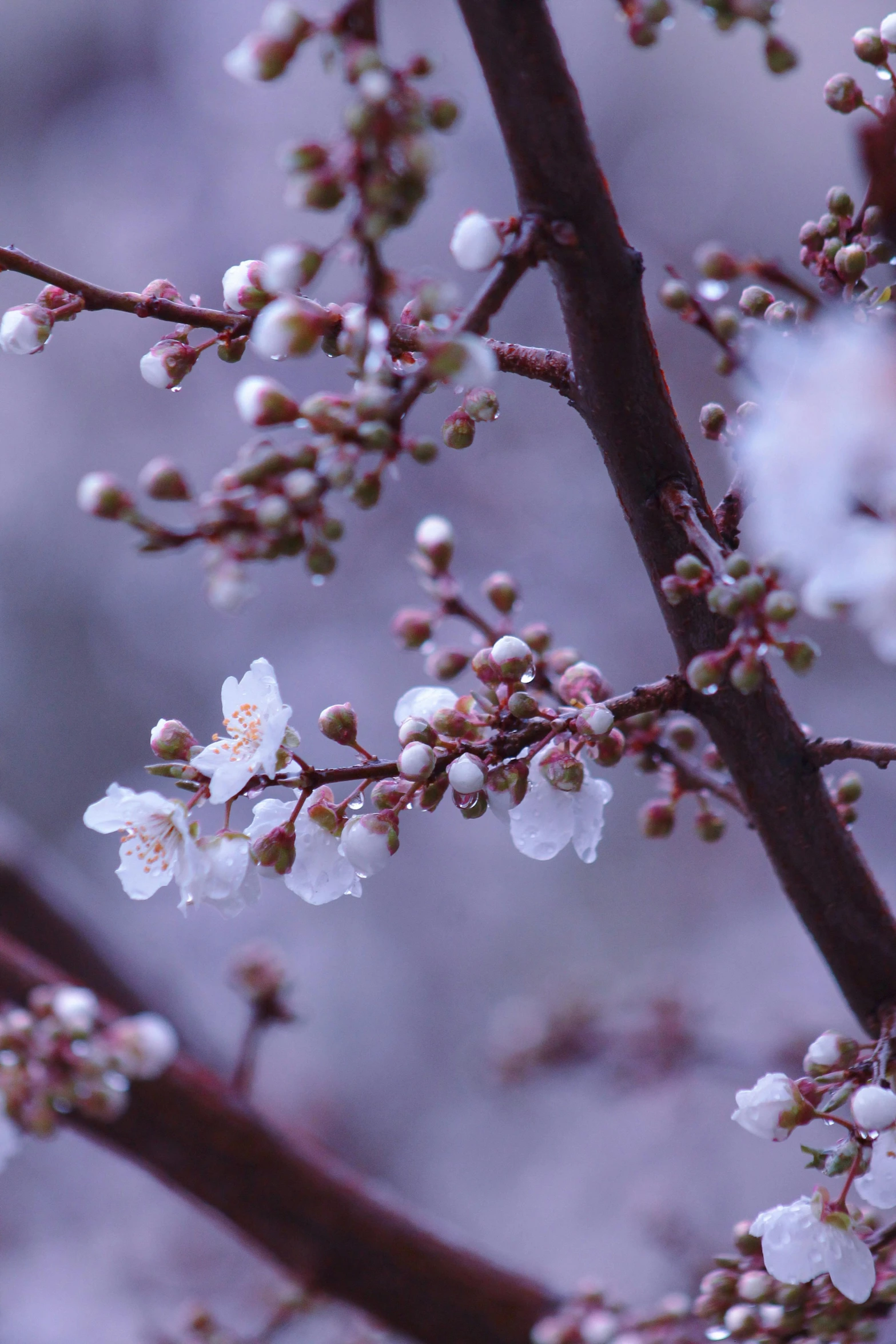 a small nch with white flowers in a winter scene