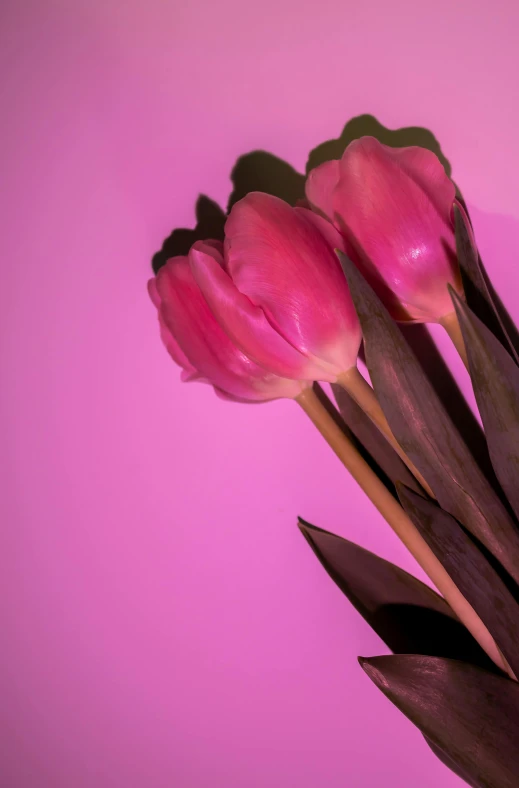 three pink tulips on a purple background with long dark stalks