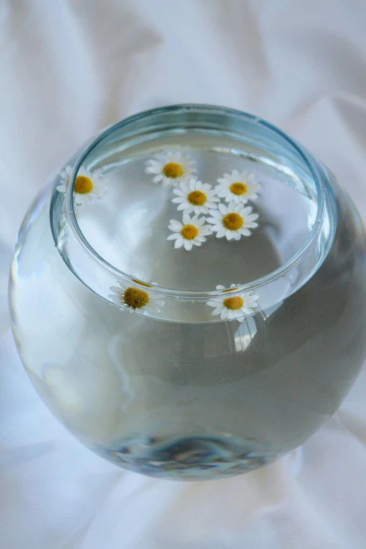 three daisies floating in a bowl that has a white cloth behind it