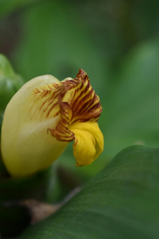 an open yellow flower with maroon tips on top