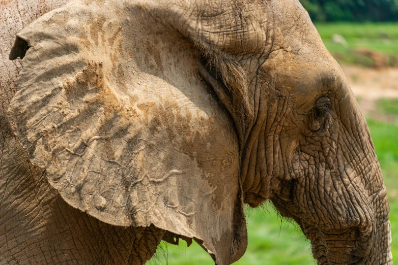 closeup view of the head and tusk of an elephant