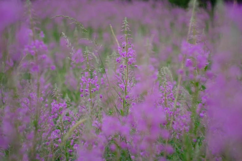 purple flowers in the middle of a field