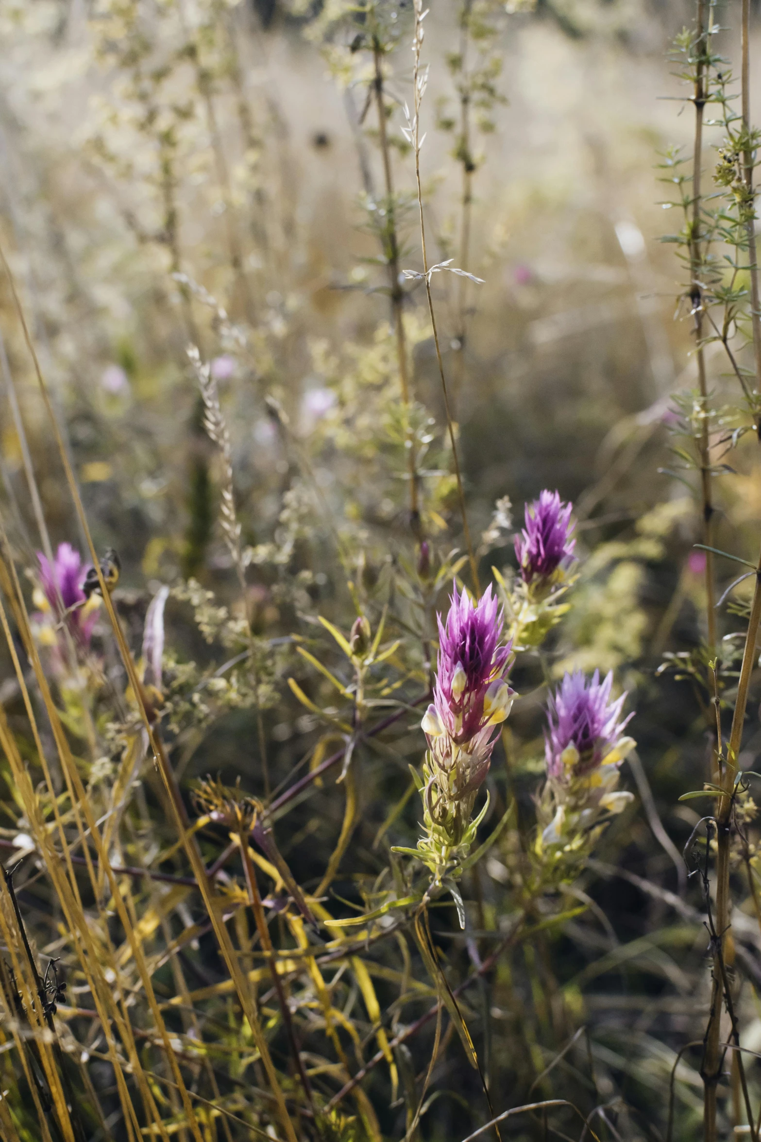 the flowers are all purple, on the tall grass