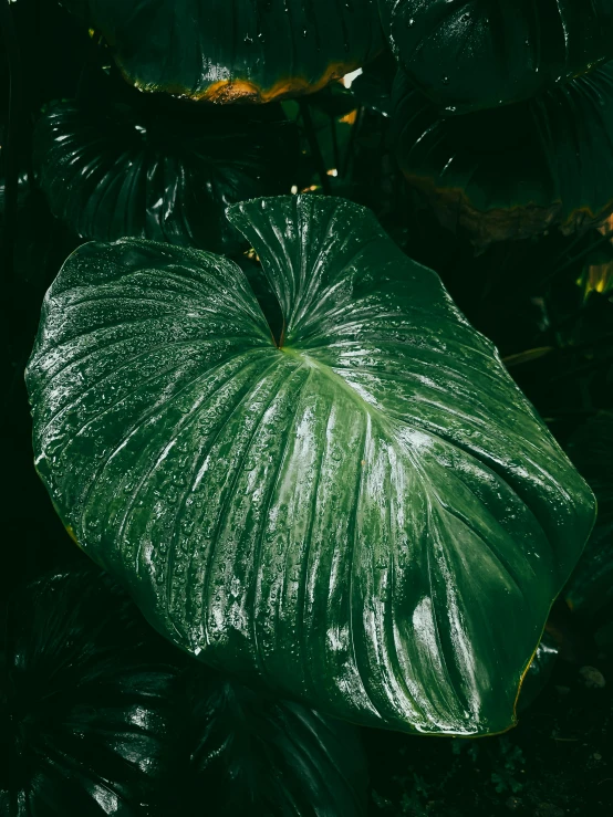 a close up of a large leafy plant