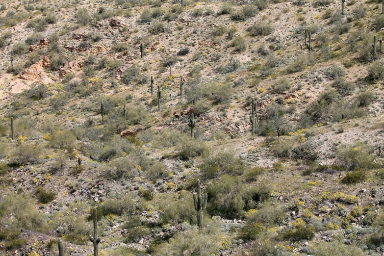 a very tall hill with some dry bushes and cactus