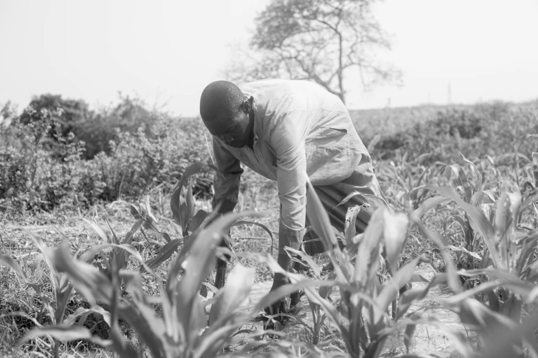 a man in a field of corn inspecting it