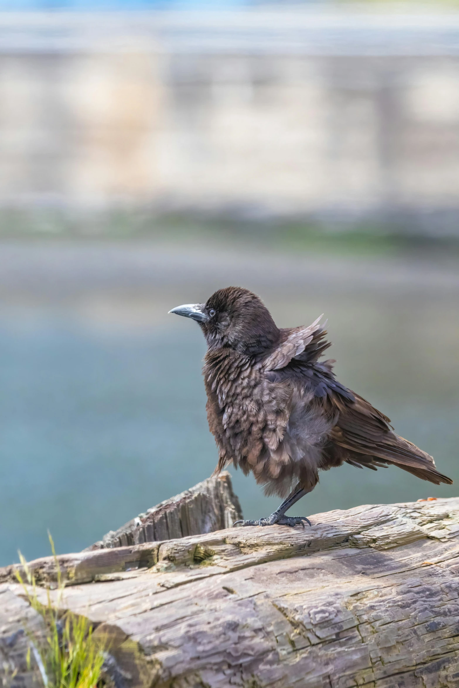 this bird is on the nch of a tree