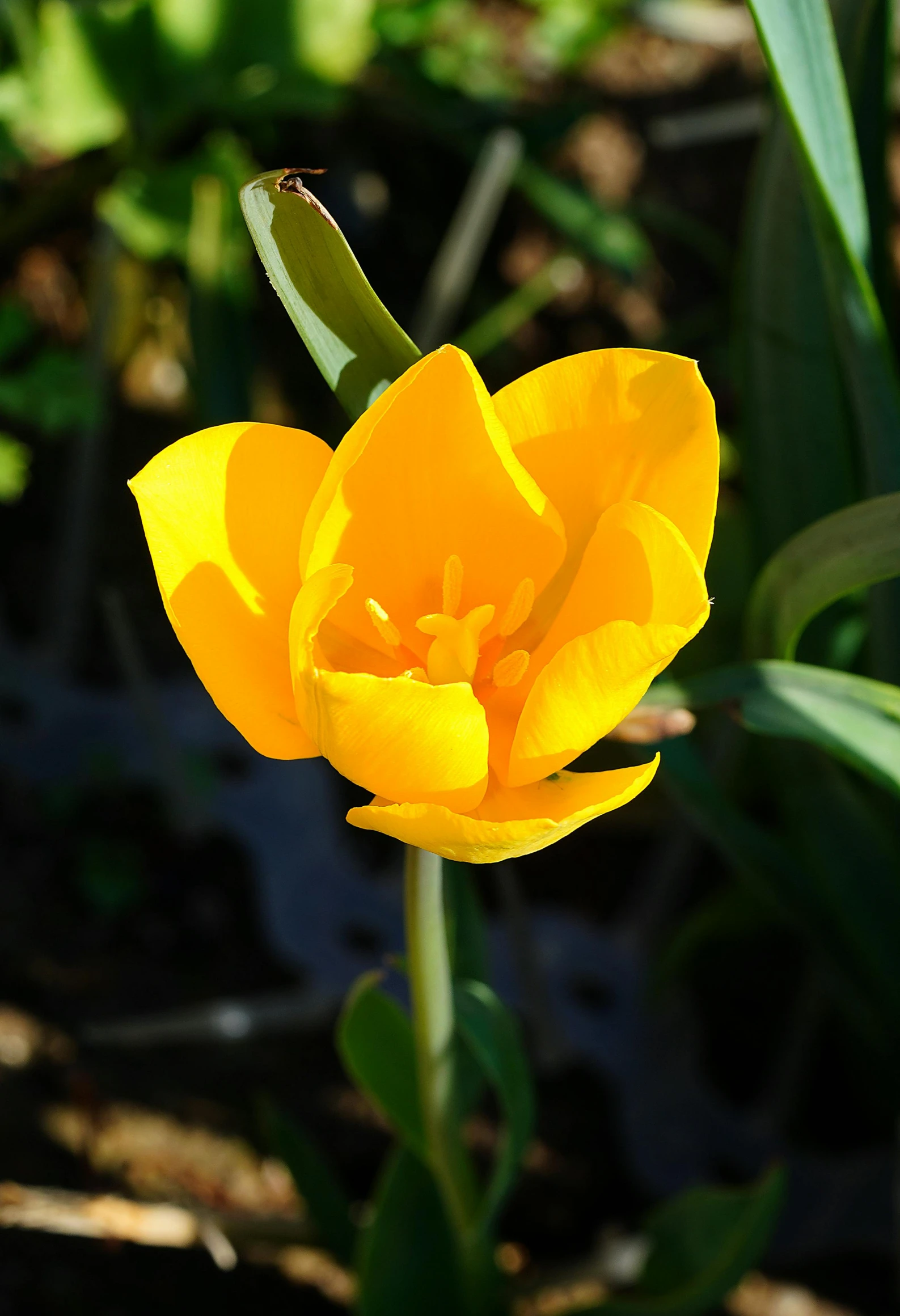 yellow flowers in the grass in the sun