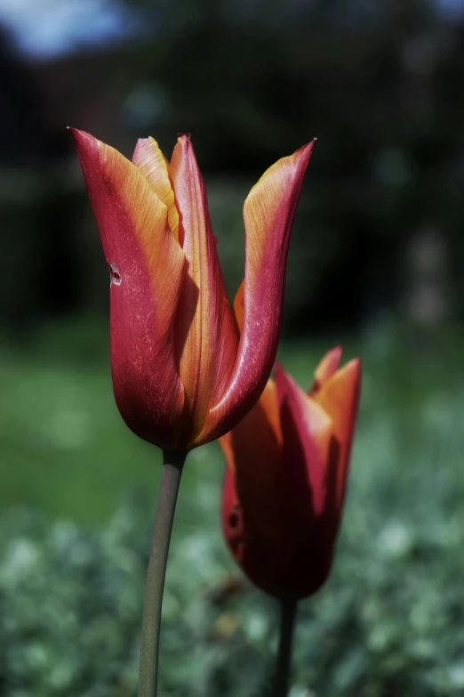 two red flowers in the grass with one large orange flower