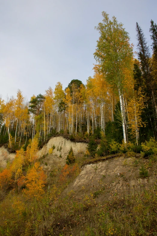 the tree line in the fall leaves and dirt