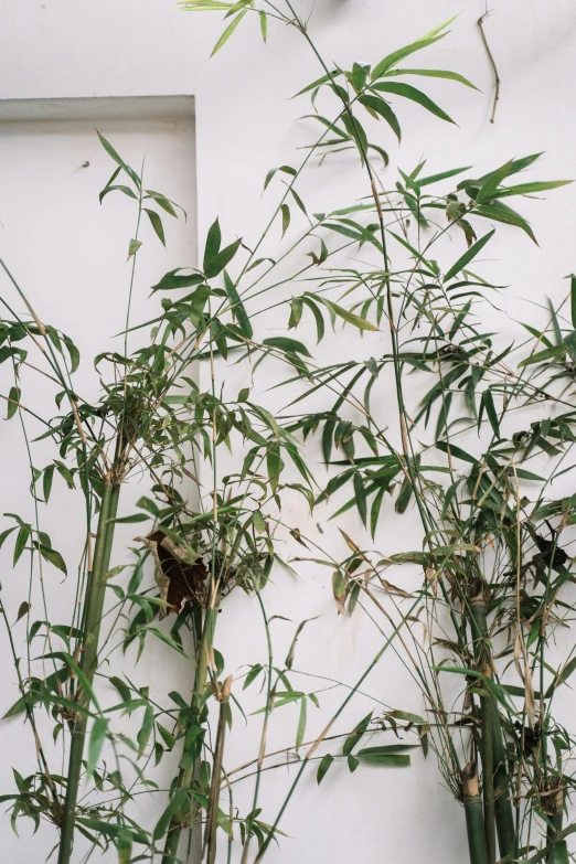 three green plants in front of a white wall