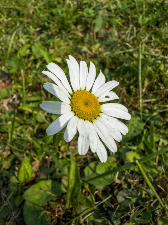 a flower in the middle of grass, with only one petals showing