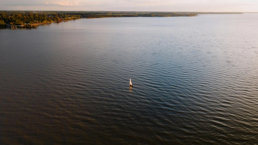 a bird in the water with trees in the background