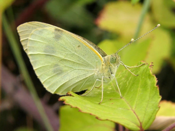 a large green and white erfly on a leaf
