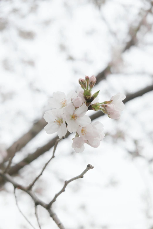 white flowers are in a tree blooming