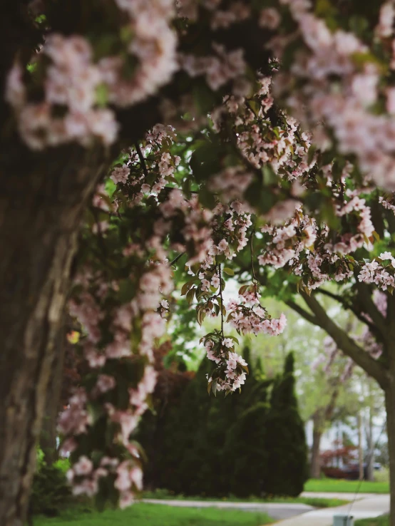 there are pink flowers on the trees that have blooming