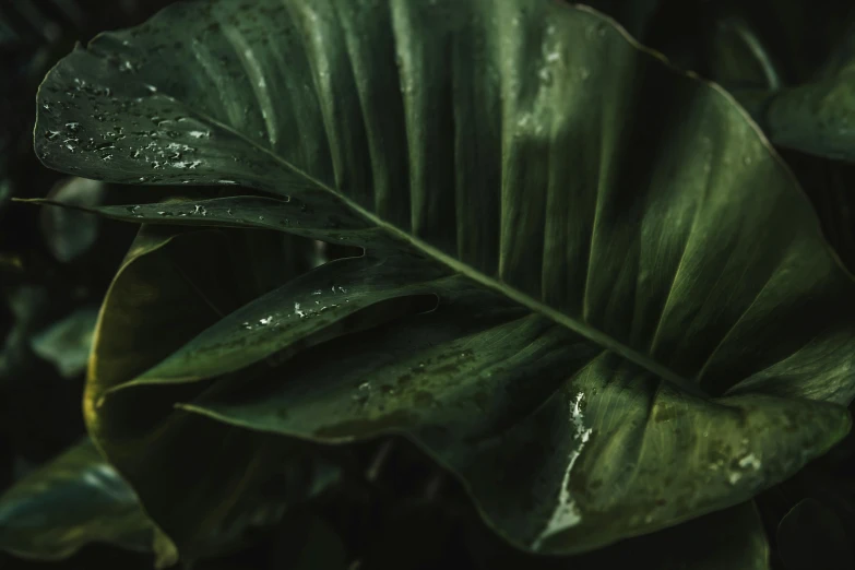 a leaf with water droplets on it