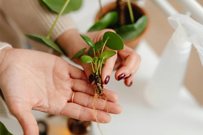 a woman holding up a sprout with green leaves