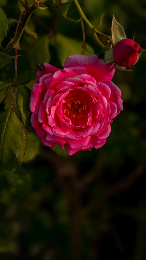 a pink flower blooming on a tree