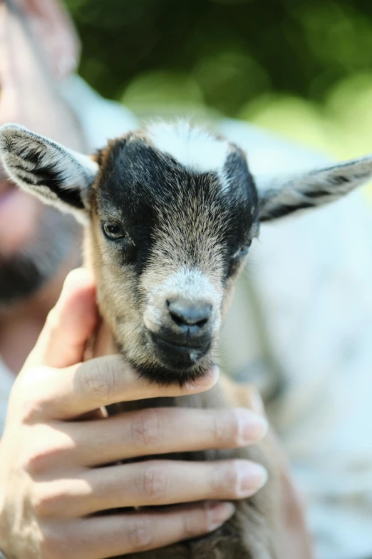 a man holding a baby goat in his hands