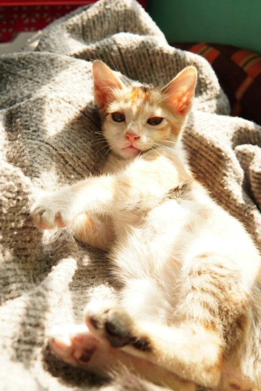 an orange and white cat is laying on its back