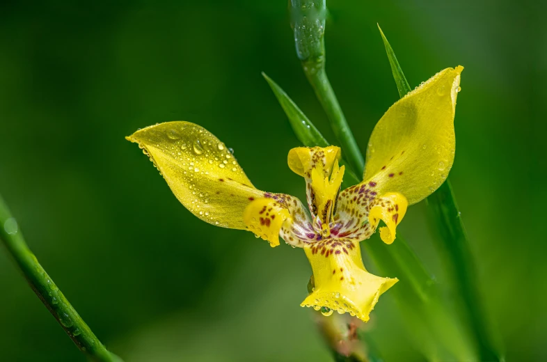 close up image of a single, yellow flower