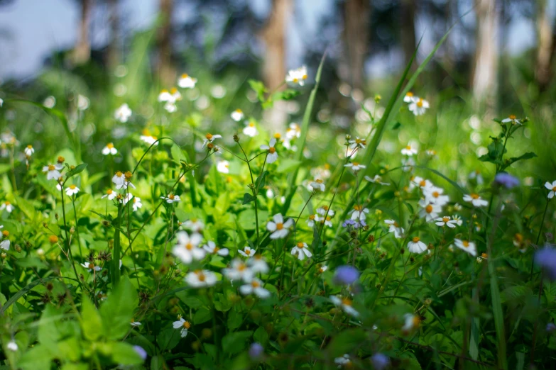 a close up of small white flowers on grass