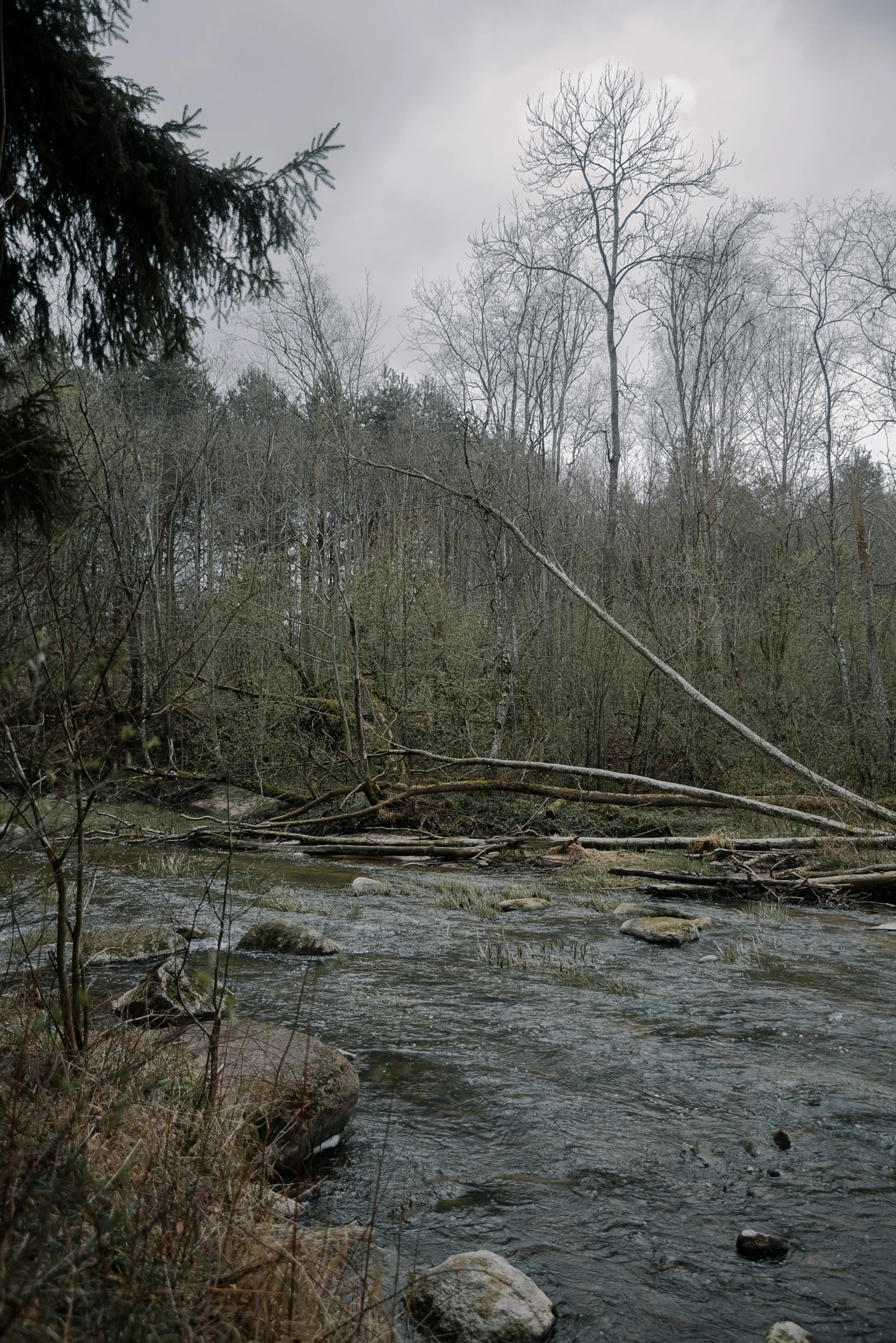 a stream surrounded by trees is shown in this image