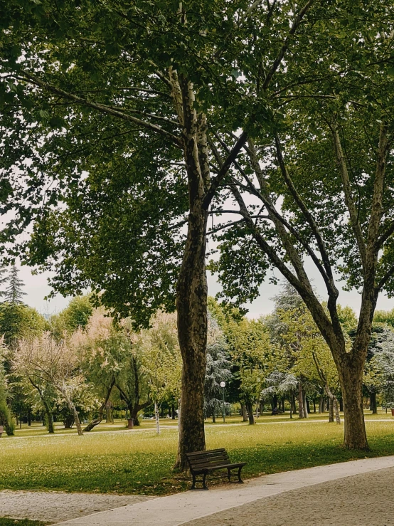 a park with lots of trees in it