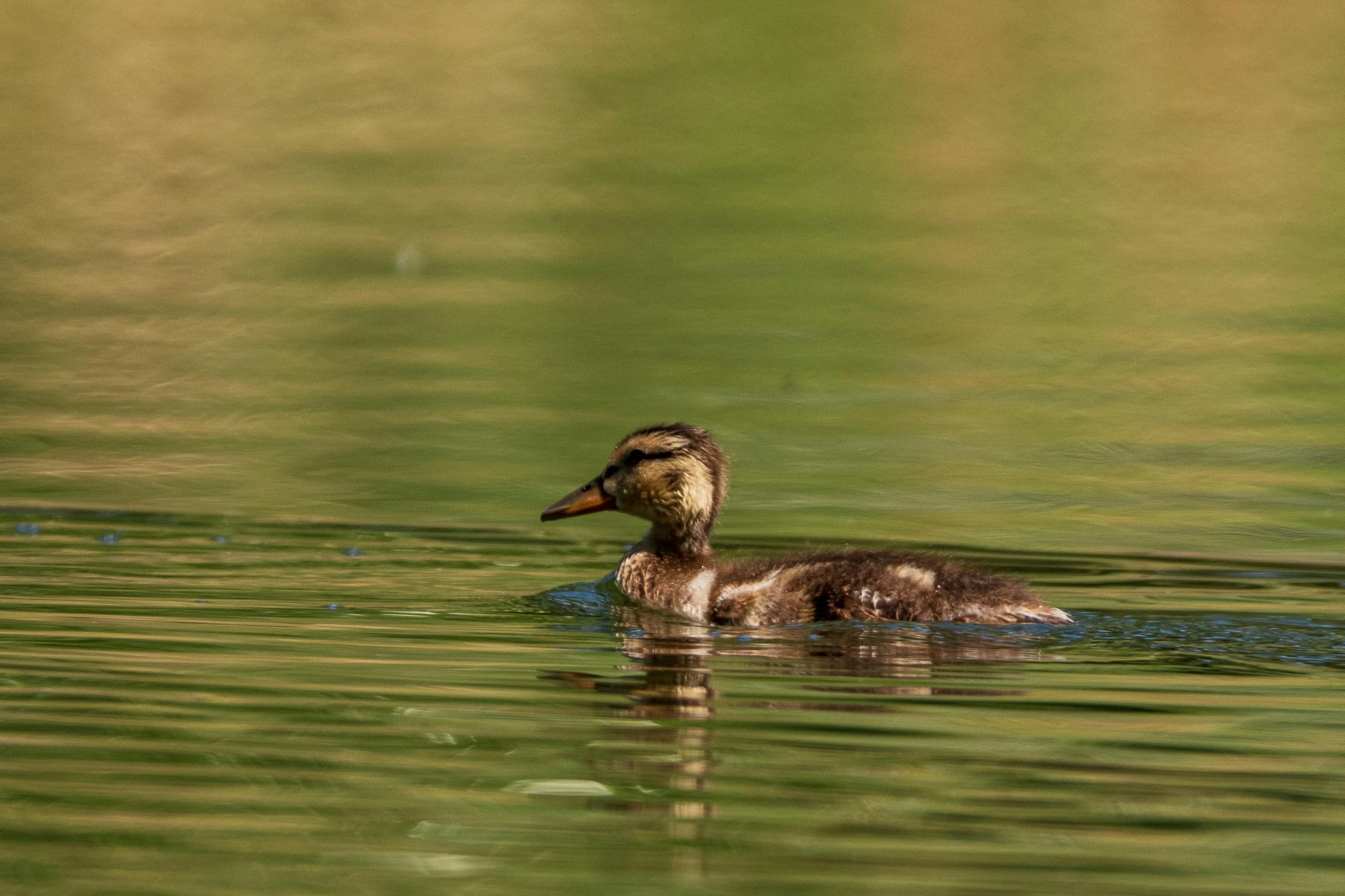 a duck floating across the water on top of green water