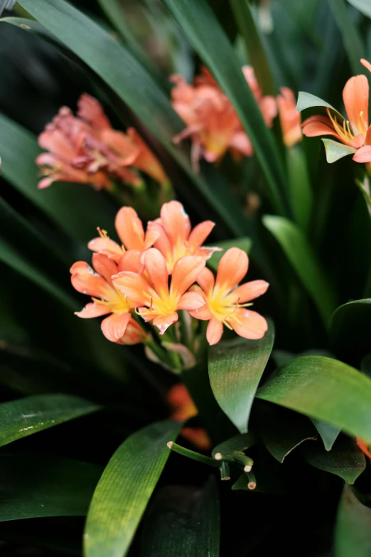 a bunch of bright orange flowers growing in the sun