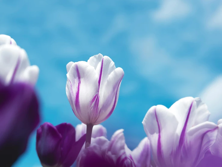 three different types of flowers in front of the blue sky