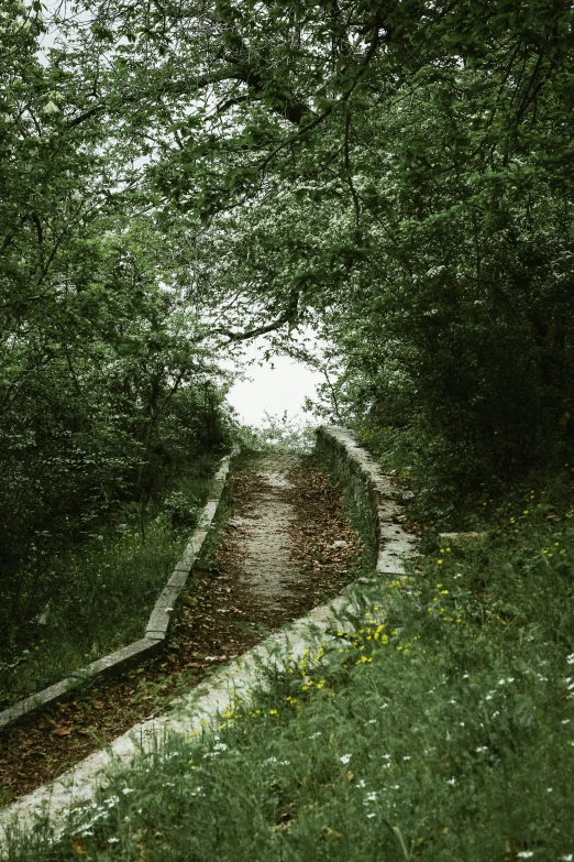 a wet road surrounded by trees on a hillside