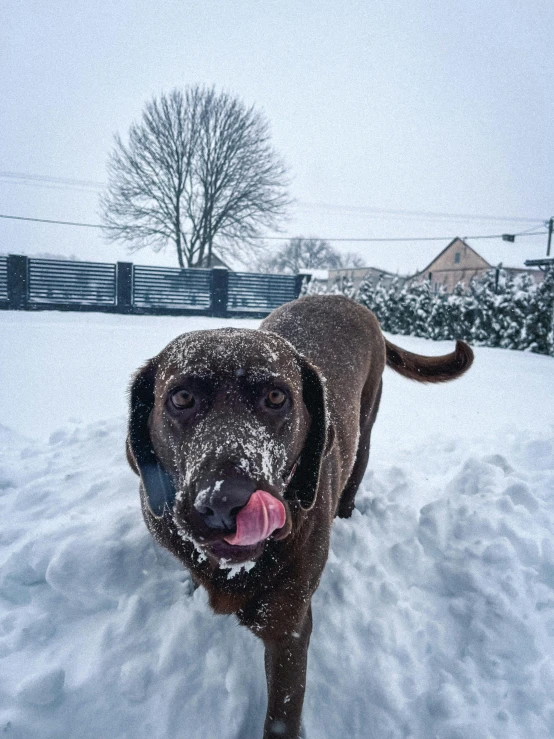 a dog that is standing in the snow