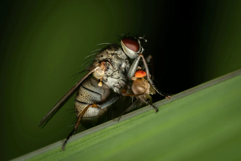 a close up of a jumping mosquito on green leaves