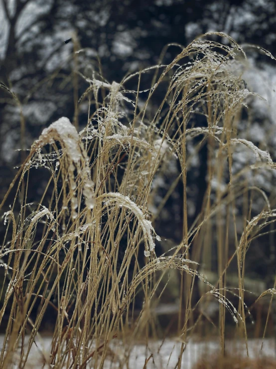 some long brown plants with some snow on them