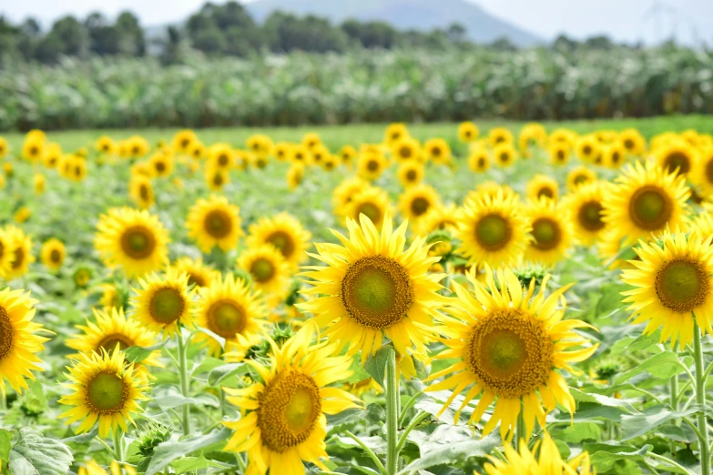 a large sunflower that is sitting in a field