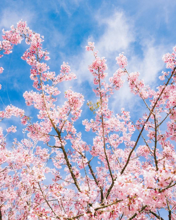 close - up po of pink flowers on tree against blue sky